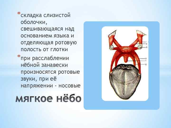 *складка слизистой оболочки, свешивающаяся над основанием языка и отделяющая ротовую полость от глотки *при