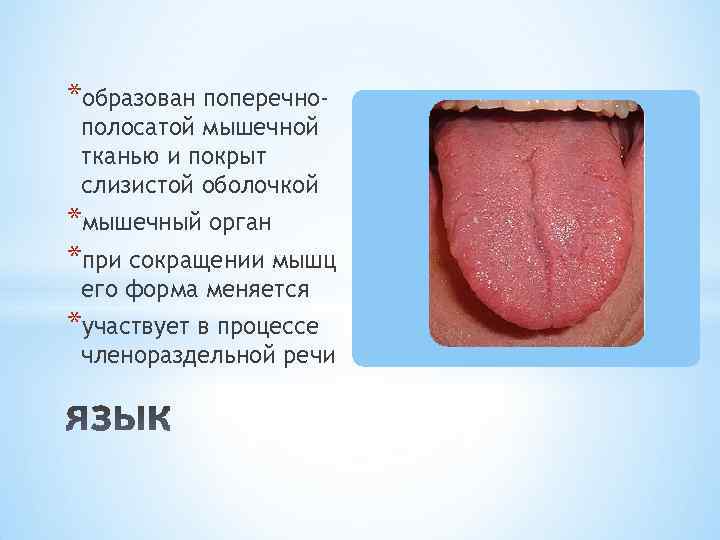 *образован поперечнополосатой мышечной тканью и покрыт слизистой оболочкой *мышечный орган *при сокращении мышц его