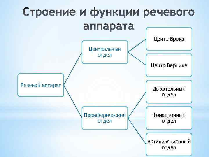 Центр Брока Центральный отдел Центр Вернике Речевой аппарат Дыхательный отдел Периферический отдел Фонационный отдел