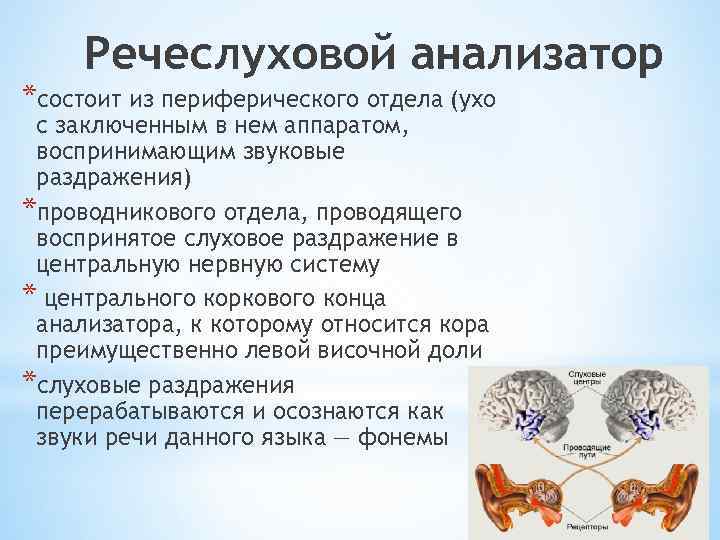 Речеслуховой анализатор *состоит из периферического отдела (ухо с заключенным в нем аппаратом, воспринимающим звуковые