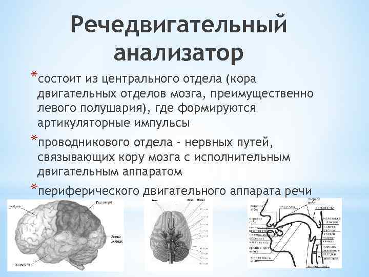 Речедвигательный анализатор *состоит из центрального отдела (кора двигательных отделов мозга, преимущественно левого полушария), где