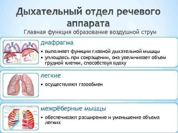 Главная функция образование воздушной струи диафрагма • выполняет функции главной дыхательной мышцы • уплощаясь