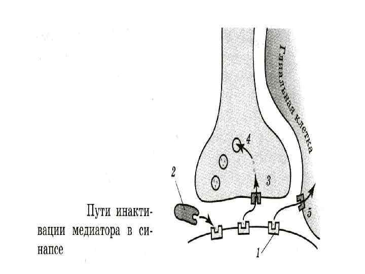 Строение химического синапса рисунок