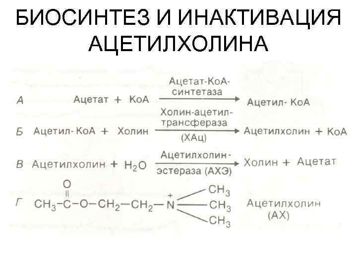 БИОСИНТЕЗ И ИНАКТИВАЦИЯ АЦЕТИЛХОЛИНА 