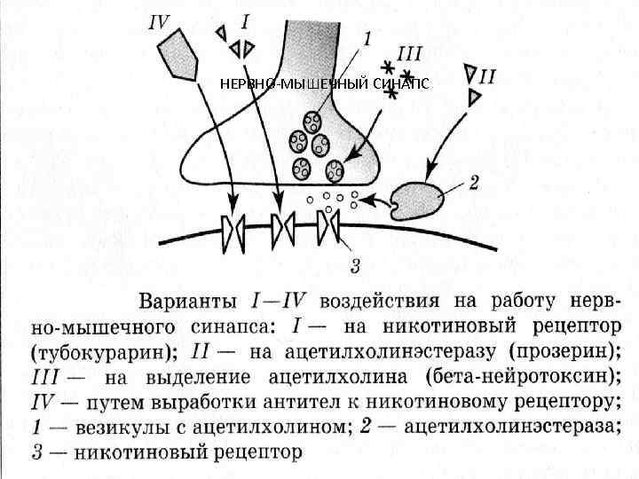 НЕРВНО-МЫШЕЧНЫЙ СИНАПС 