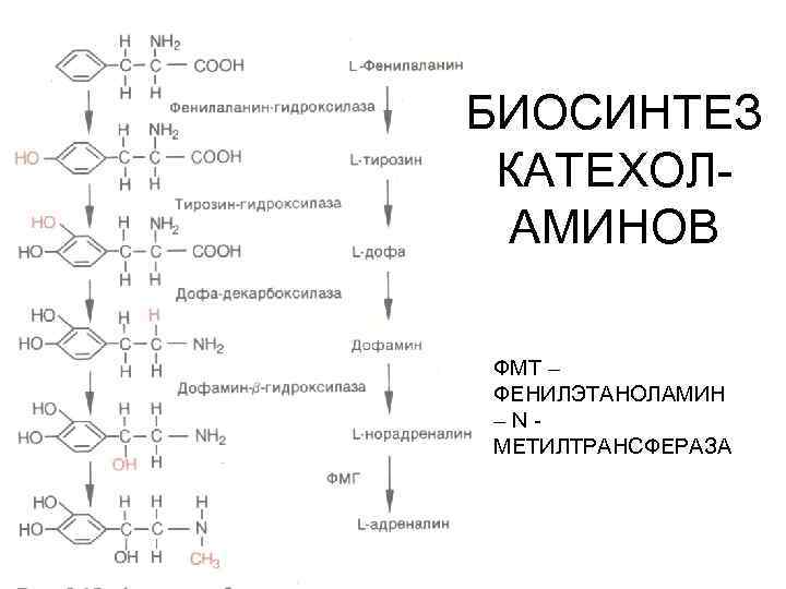 БИОСИНТЕЗ КАТЕХОЛАМИНОВ ФМТ – ФЕНИЛЭТАНОЛАМИН –NМЕТИЛТРАНСФЕРАЗА 