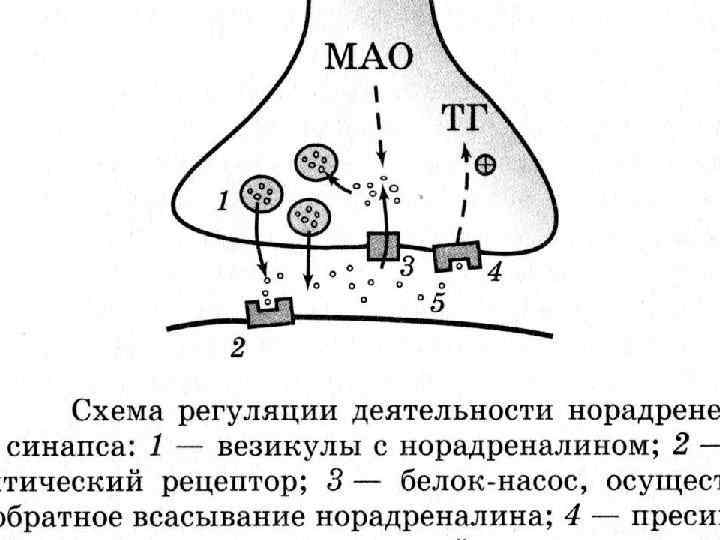 Рассмотрите рисунок холинергического синапса что обозначено цифрами