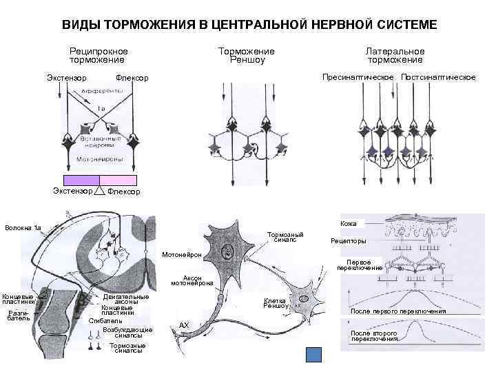 Что такое реципрокное вращение файлов