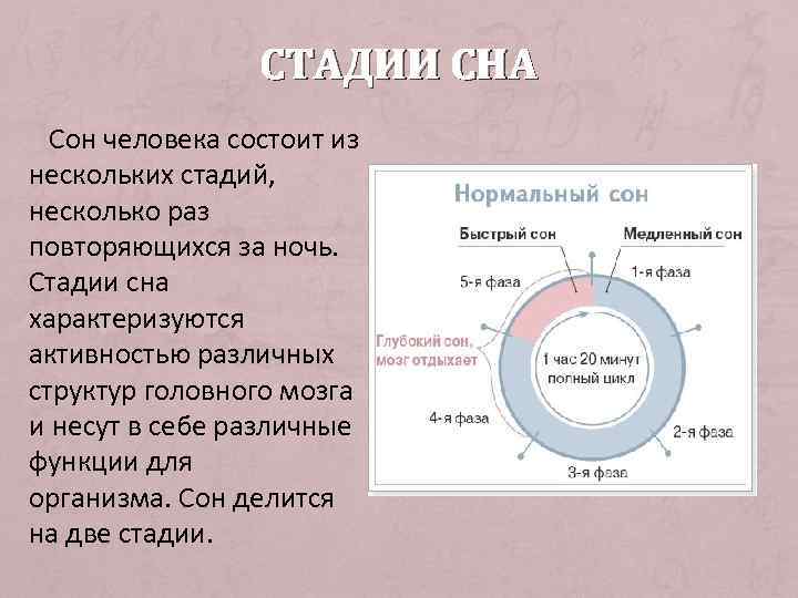 СТАДИИ СНА Сон человека состоит из нескольких стадий, несколько раз повторяющихся за ночь. Стадии