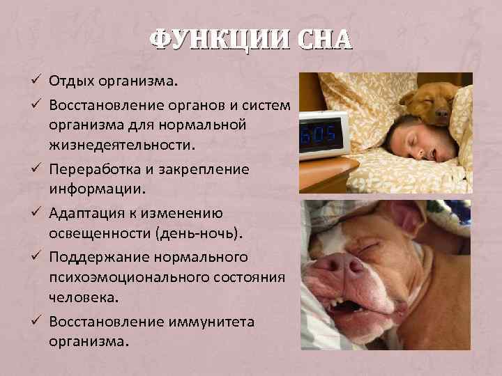 ФУНКЦИИ СНА ü Отдых организма. ü Восстановление органов и систем ü ü организма для