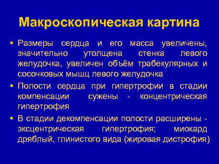Макроскопическая картина § Размеры сердца и его масса увеличены, значительно утолщена стенка левого желудочка,