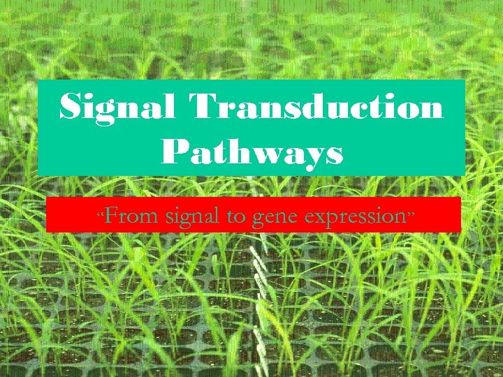 Signal Transduction Pathways “From signal to gene expression” 