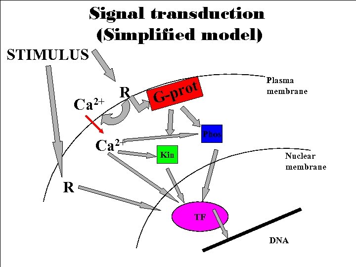 Signal transduction (Simplified model) STIMULUS Ca 2+ R Ca 2+ Plasma membrane prot GPhos