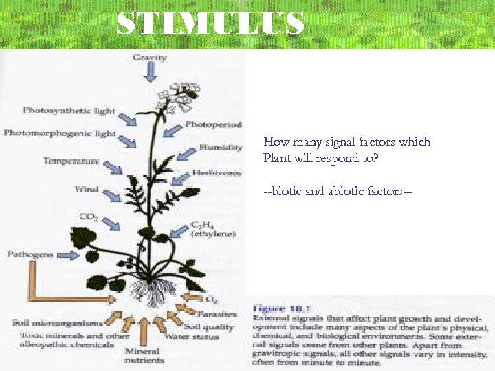 STIMULUS How many signal factors which Plant will respond to? --biotic and abiotic factors--