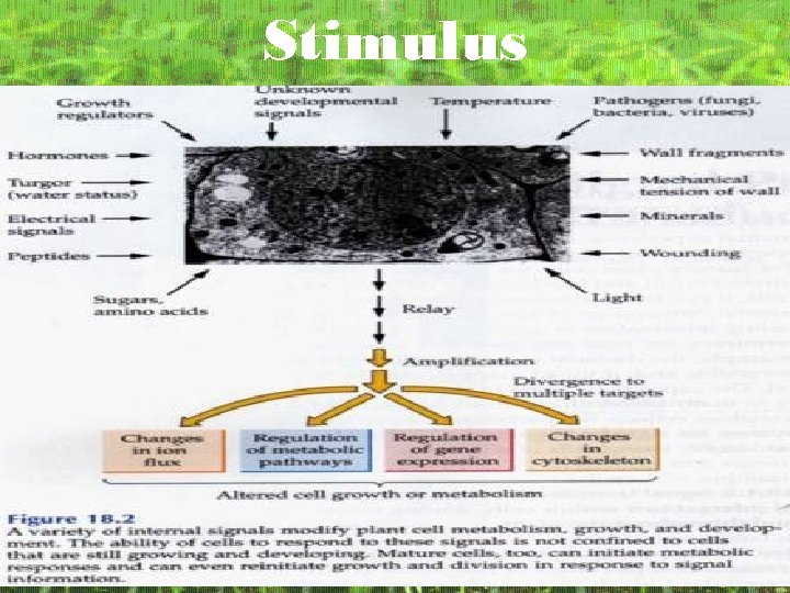 Stimulus 