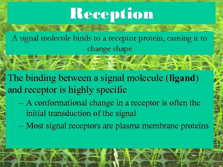 Reception A signal molecule binds to a receptor protein, causing it to change shape