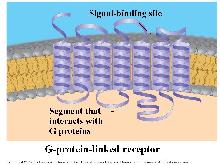Signal-binding site Segment that interacts with G proteins G-protein-linked receptor 
