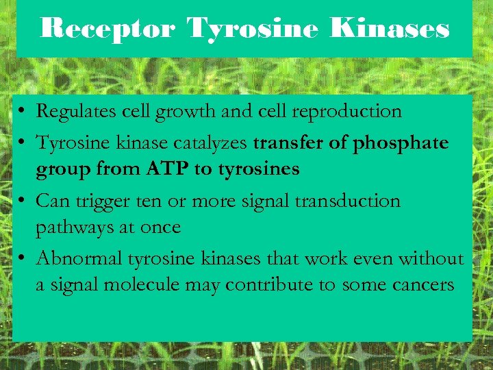Receptor Tyrosine Kinases • Regulates cell growth and cell reproduction • Tyrosine kinase catalyzes