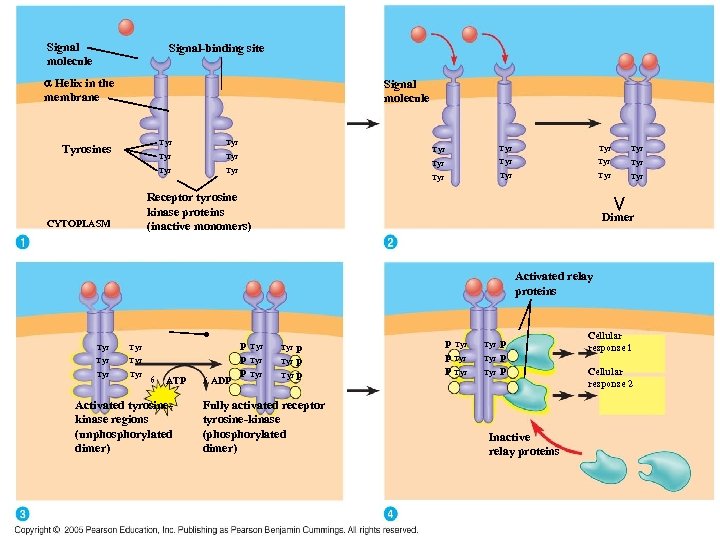 Signal molecule Signal-binding site a Helix in the membrane Signal molecule Tyr Tyr Tyrosines