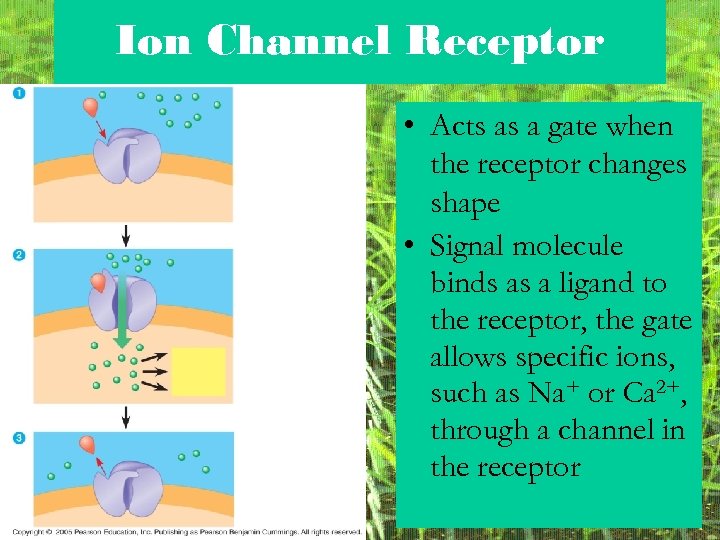 Ion Channel Receptor • Acts as a gate when the receptor changes shape •