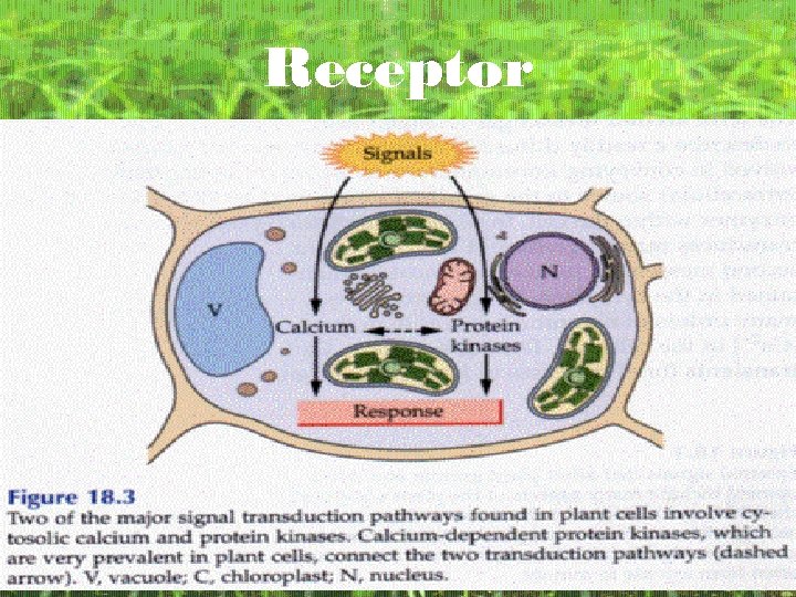Receptor 