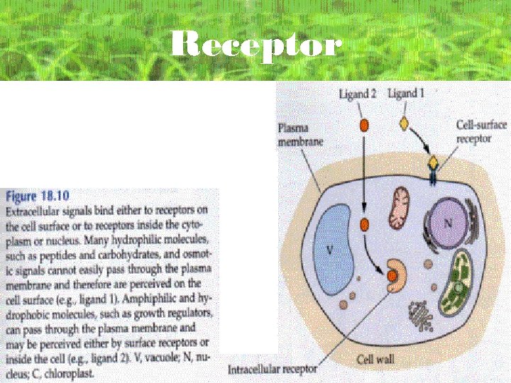 Receptor 