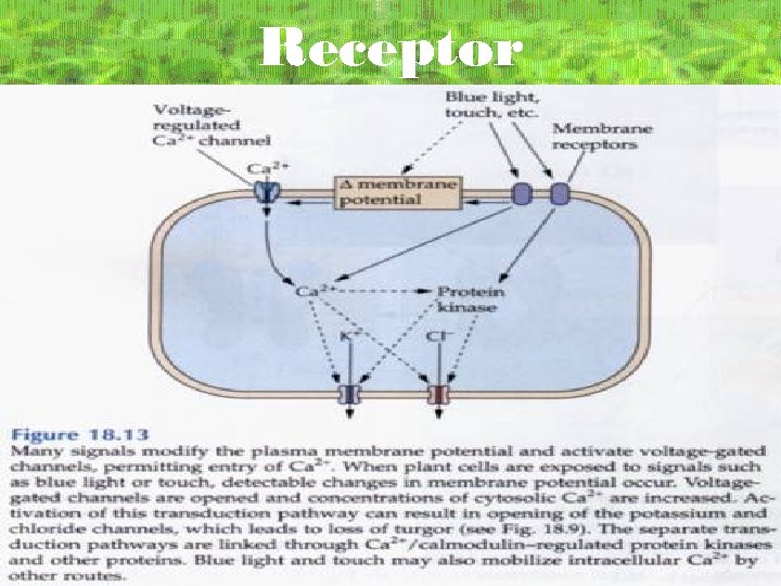 Receptor 