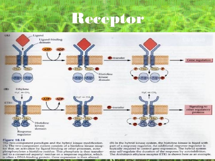Receptor 