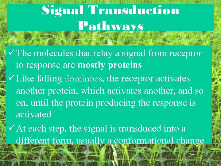 Signal Transduction Pathways ü The molecules that relay a signal from receptor to response