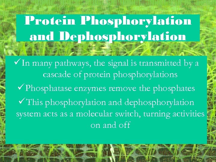 Protein Phosphorylation and Dephosphorylation ü In many pathways, the signal is transmitted by a