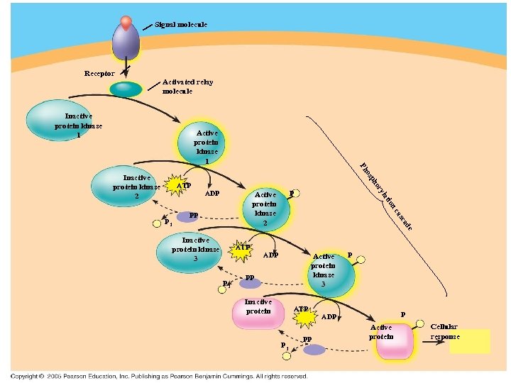 Signal molecule Receptor Activated relay molecule Inactive protein kinase 1 Active protein kinase 1