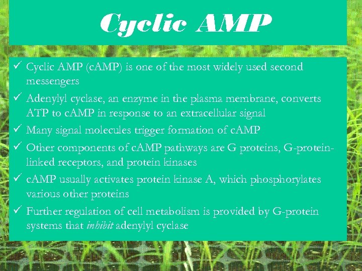 Cyclic AMP ü Cyclic AMP (c. AMP) is one of the most widely used