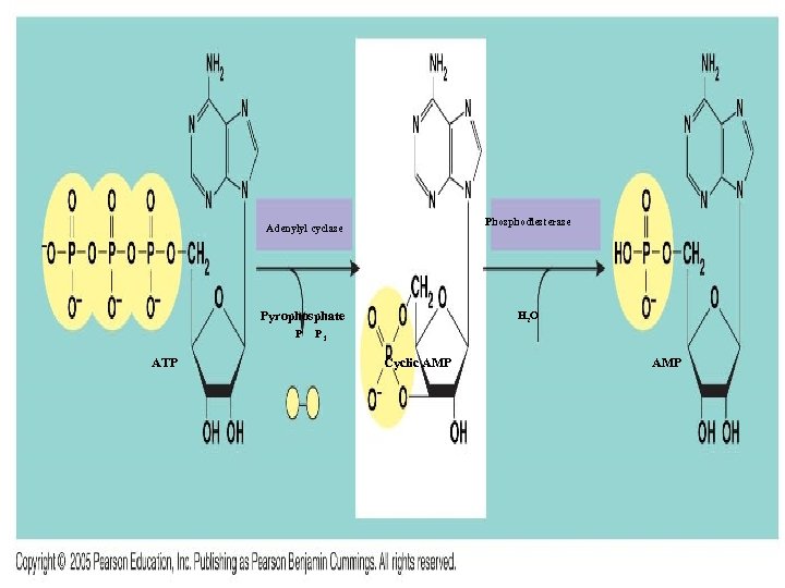 Phosphodiesterase Adenylyl cyclase Pyrophosphate P ATP H 2 O Pi Cyclic AMP 