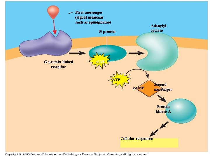 First messenger (signal molecule such as epinephrine) Adenylyl cyclase G protein G-protein-linked receptor GTP
