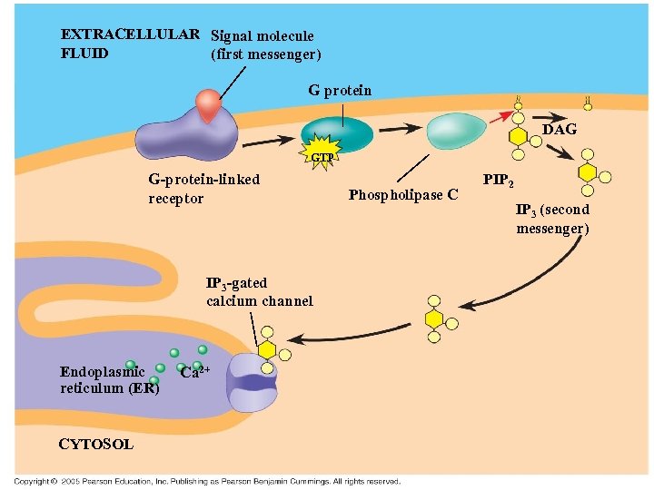 EXTRACELLULAR Signal molecule FLUID (first messenger) G protein DAG GTP G-protein-linked receptor IP 3