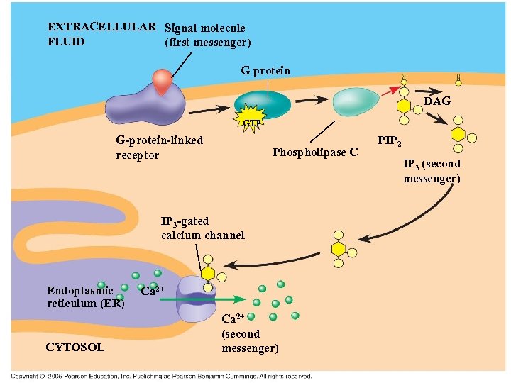 EXTRACELLULAR Signal molecule FLUID (first messenger) G protein DAG GTP G-protein-linked receptor Phospholipase C