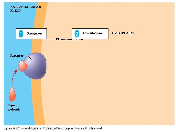 EXTRACELLULAR FLUID Reception Transduction Plasma membrane Receptor Signal molecule CYTOPLASM 