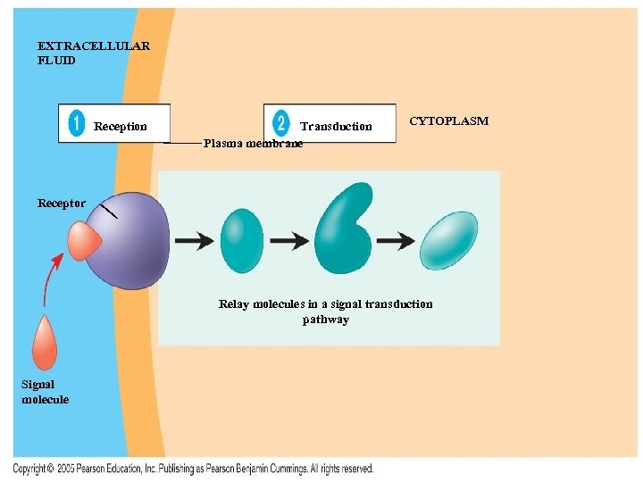 EXTRACELLULAR FLUID Reception Transduction Plasma membrane CYTOPLASM Receptor Relay molecules in a signal transduction