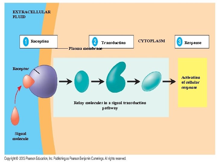 EXTRACELLULAR FLUID Reception Transduction Plasma membrane CYTOPLASM Response Receptor Activation of cellular response Relay