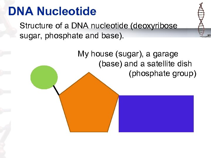DNA Nucleotide Structure of a DNA nucleotide (deoxyribose sugar, phosphate and base). Phosphate Group