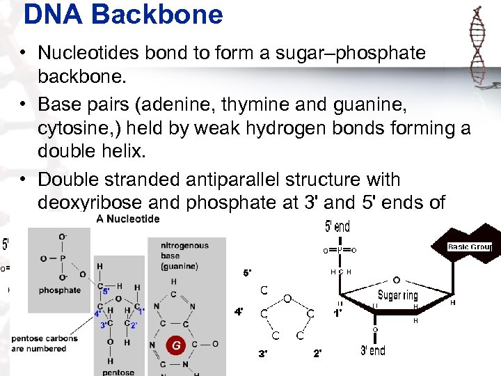 dna sugar phosphate backbone covalent bond