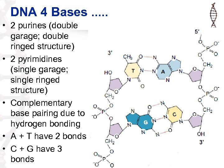 DNA 4 Bases. . . • 2 purines (double garage; double ringed structure) •