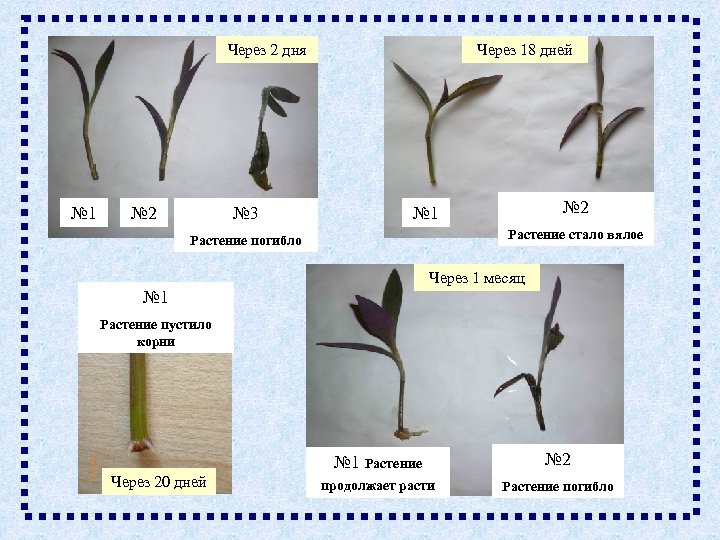 Через 2 дня № 1 № 2 № 3 Через 18 дней № 2