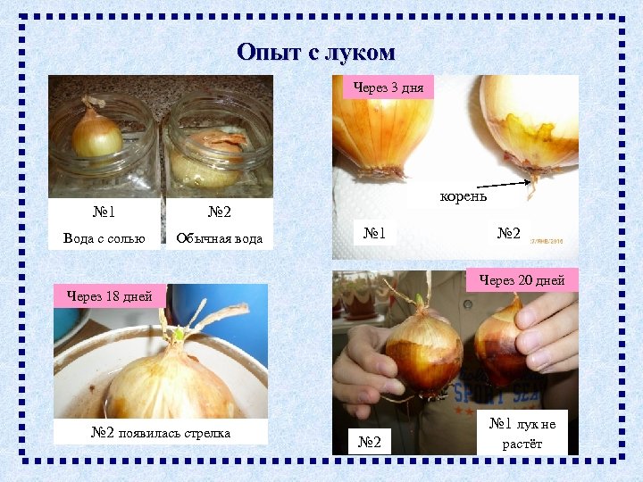 Луковица с радостью 5 класс