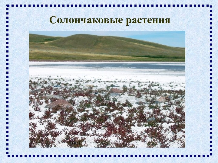Солончаковые растения 