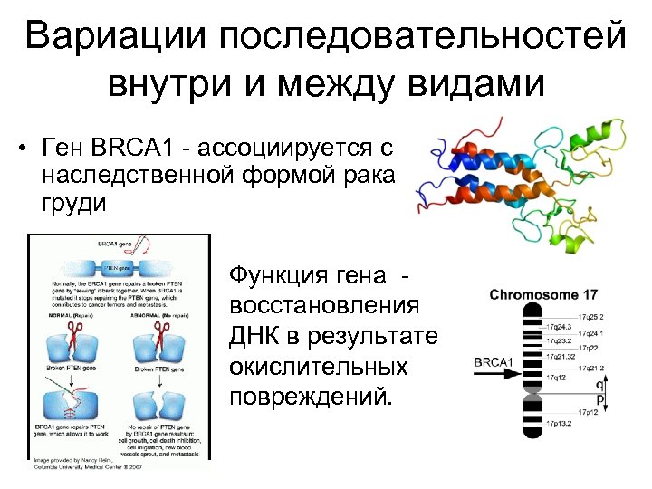 Генетическая форма. Ген brca1. Молекулярная Эволюция генов. Гены BRCA 1. Основной функцией генов является.