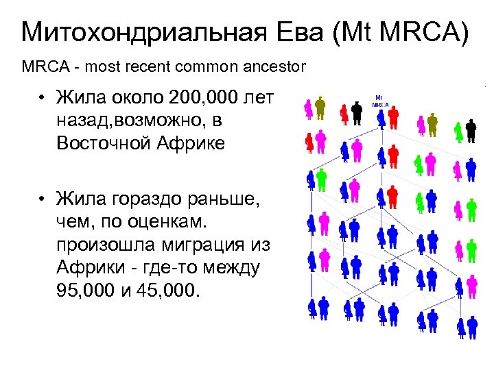 Митохондриальная Ева (Mt MRCA) MRCA - most recent common ancestor • Жила около 200,