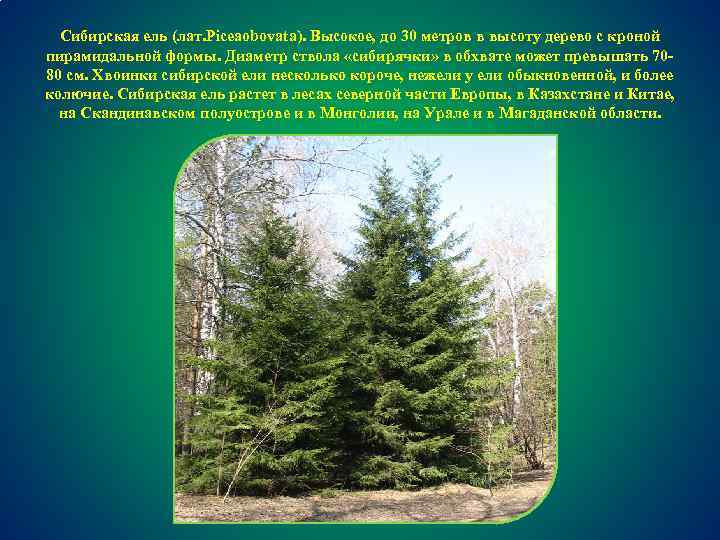 Сибирская ель (лат. Piceaobovata). Высокое, до 30 метров в высоту дерево с кроной пирамидальной