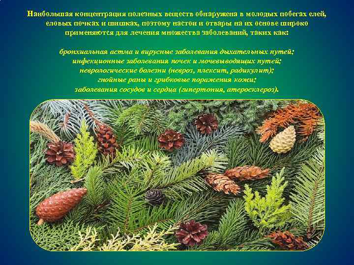 Наибольшая концентрация полезных веществ обнаружена в молодых побегах елей, еловых почках и шишках, поэтому