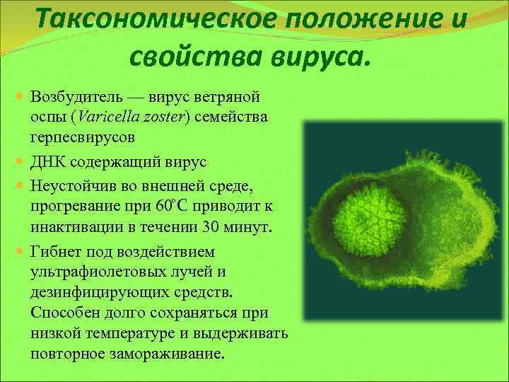 Таксономическое положение и свойства вируса. Возбудитель — вирус ветряной оспы (Varicella zoster) семейства герпесвирусов